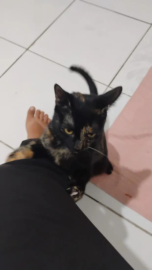 Gato raça SRD-ViraLata idade 2 a 6 meses nome Tituba