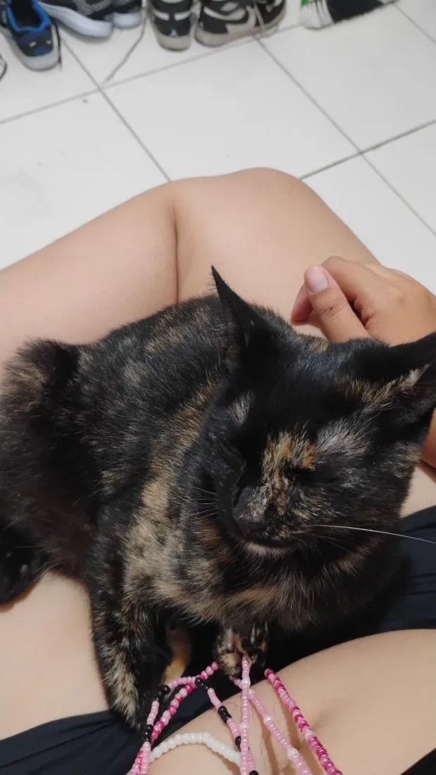 Gato raça SRD-ViraLata idade 2 a 6 meses nome Tituba