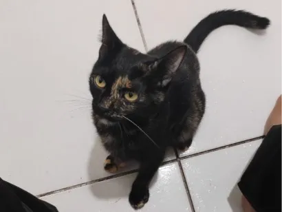 Gato raça SRD-ViraLata idade 2 a 6 meses nome Tituba
