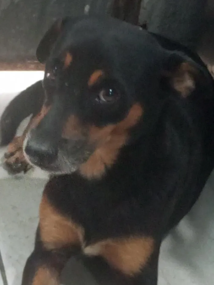 Cachorro raça SRD-ViraLata idade 6 ou mais anos nome Dinho