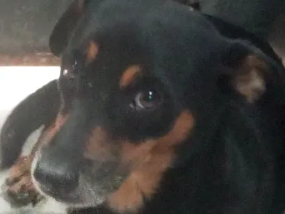 Cachorro raça SRD-ViraLata idade 6 ou mais anos nome Dinho