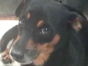 Cachorro raça SRD-ViraLata idade 6 ou mais anos nome Dinho