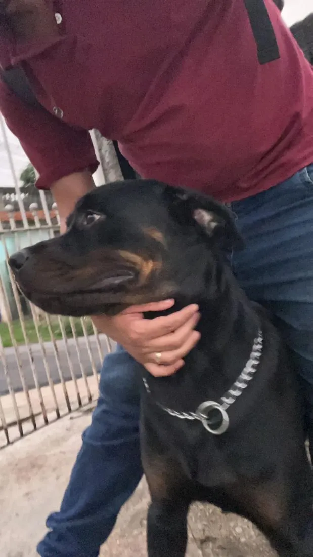 Cachorro raça Rottweiler idade 2 anos nome Thor