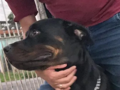 Cachorro raça Rottweiler idade 2 anos nome Thor