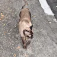 Gato