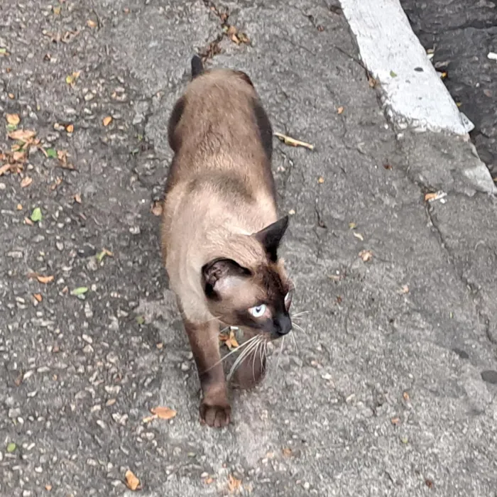 Gato raça Siamês idade 2 a 6 meses nome Gato