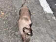Gato