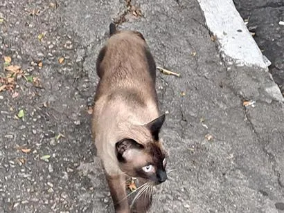 Gato raça Siamês idade 2 a 6 meses nome Gato