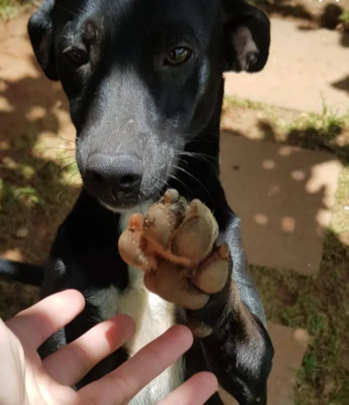 Cachorro raça SRD-ViraLata idade 6 ou mais anos nome Alfredo