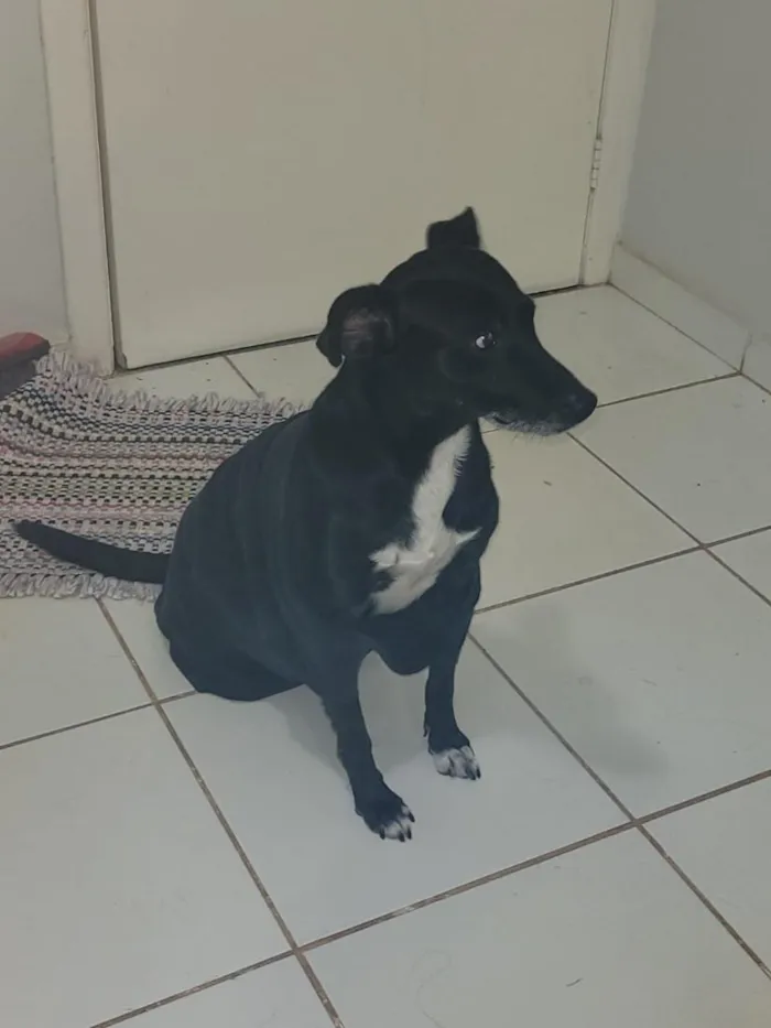 Cachorro raça SRD-ViraLata idade 6 ou mais anos nome Alfredo