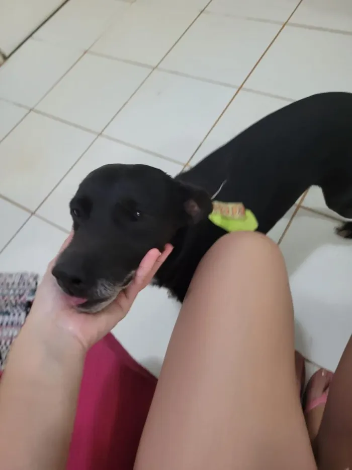 Cachorro raça SRD-ViraLata idade 6 ou mais anos nome Alfredo