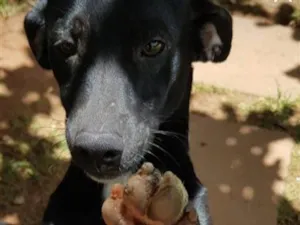 Cachorro raça SRD-ViraLata idade 6 ou mais anos nome Alfredo