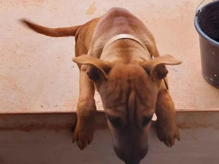 Cachorro raça Shar Pei idade 7 a 11 meses nome kiara