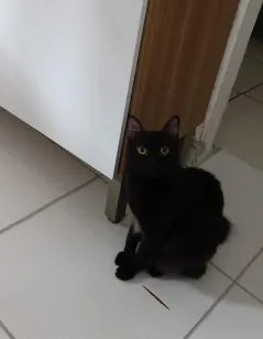 Gato raça SRD-ViraLata idade 2 anos nome salem