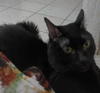 Gato raça SRD-ViraLata idade 2 anos nome salem