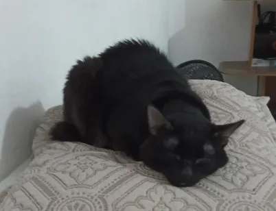 Gato raça SRD-ViraLata idade 2 anos nome salem