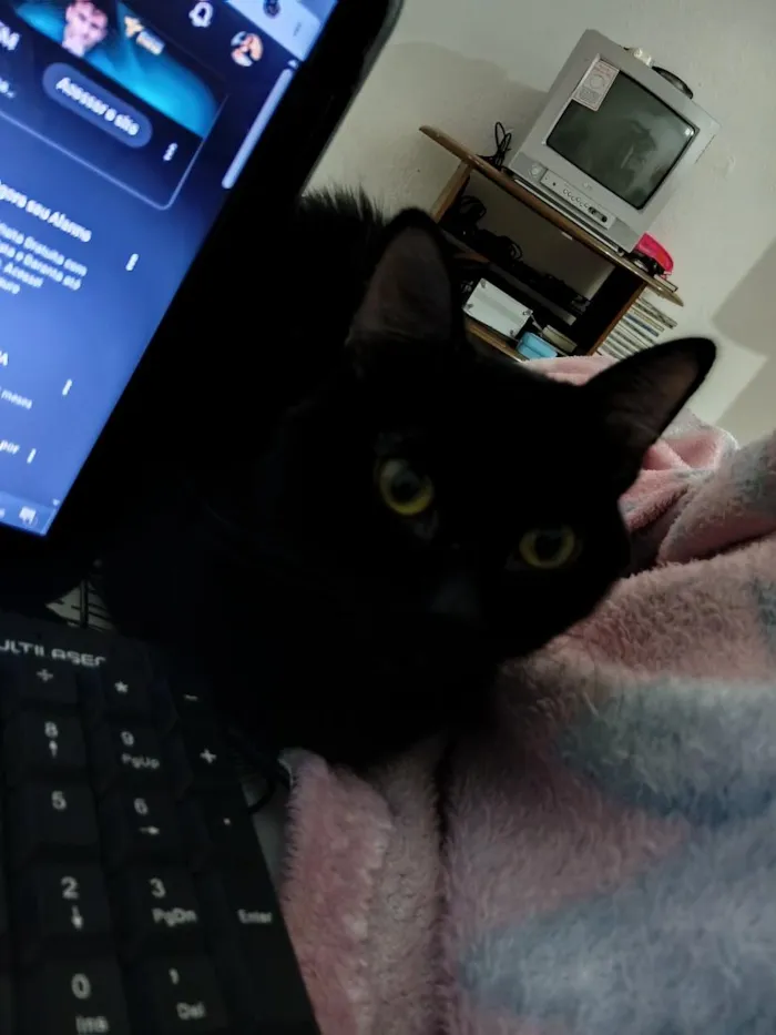 Gato raça SRD-ViraLata idade 2 anos nome salem