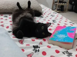 Gato raça SRD-ViraLata idade 2 anos nome salem