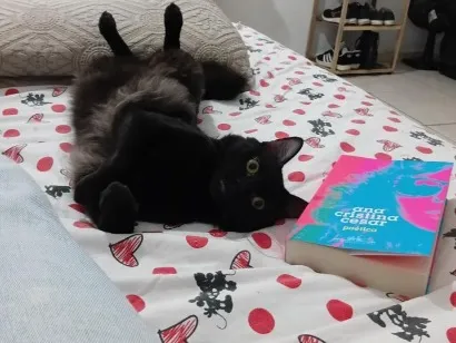 Gato raça SRD-ViraLata idade 2 anos nome salem