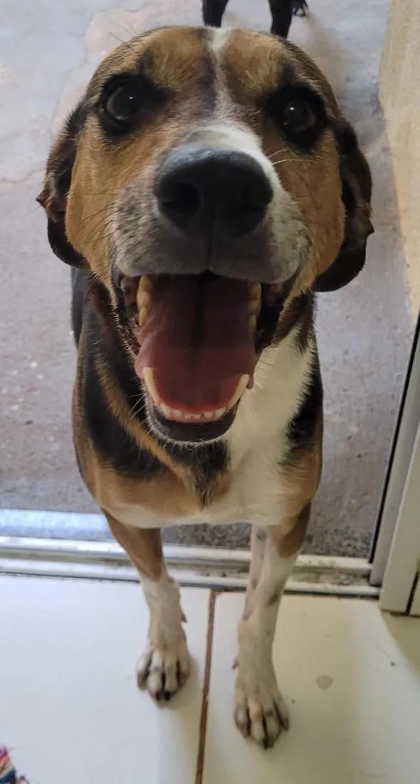 Cachorro raça SRD-ViraLata idade 6 ou mais anos nome Wesley