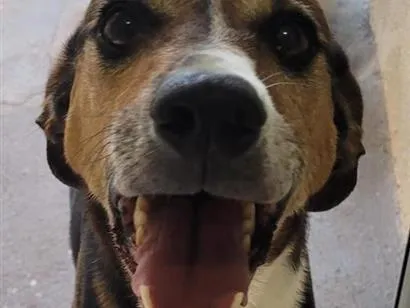 Cachorro raça SRD-ViraLata idade 6 ou mais anos nome Wesley