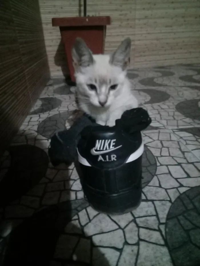 Gato raça SRD-ViraLata idade 2 a 6 meses nome alice