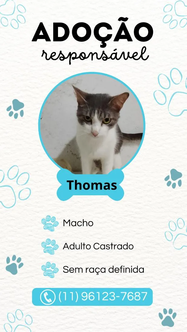 Gato raça SRD-ViraLata idade 3 anos nome Thomas