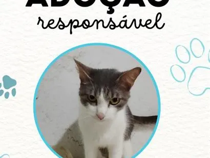 Gato raça SRD-ViraLata idade 3 anos nome Thomas
