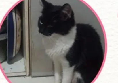 Gato raça SRD-ViraLata idade 5 anos nome Ruby