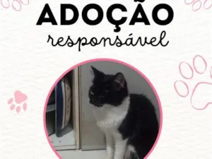 Gato raça SRD-ViraLata idade 5 anos nome Ruby