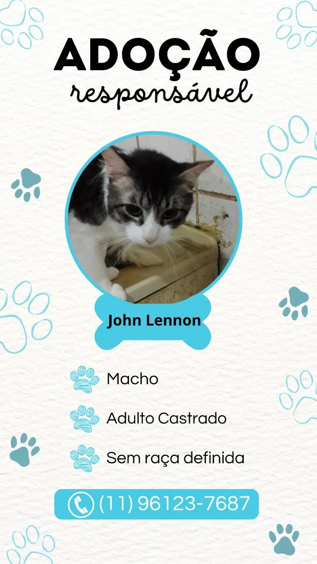 Gato raça SRD-ViraLata idade  nome John Lennon