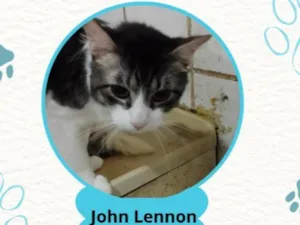 Gato raça SRD-ViraLata idade  nome John Lennon