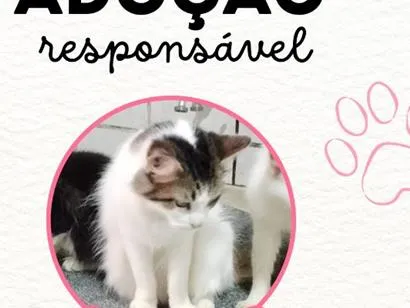 Gato raça SRD-ViraLata idade  nome Ravenna