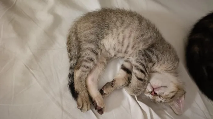 Gato raça SRD-ViraLata idade 2 a 6 meses nome não tem nome definido 