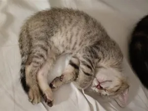 Gato raça SRD-ViraLata idade 2 a 6 meses nome não tem nome definido 