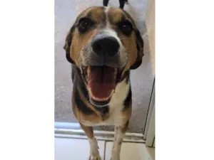 Cachorro raça SRD-ViraLata idade 6 ou mais anos nome Wesley