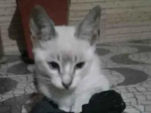 Gato raça SRD-ViraLata idade 2 a 6 meses nome alice