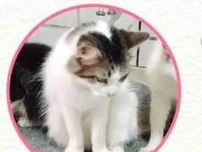 Gato raça SRD-ViraLata idade  nome Ravenna