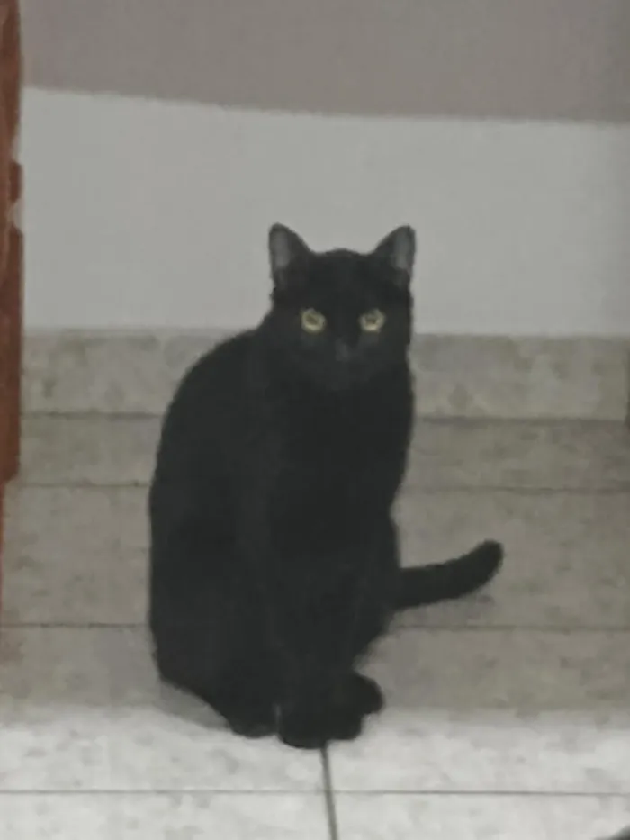 Gato raça Siamês idade 2 anos nome Panterao