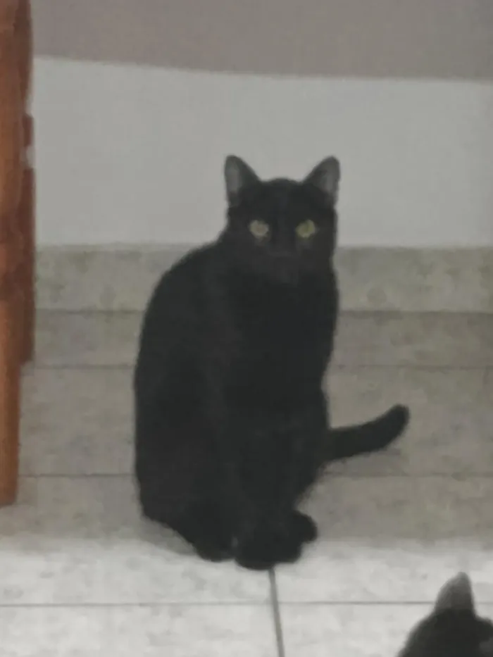 Gato raça Siamês idade 2 anos nome Panterao