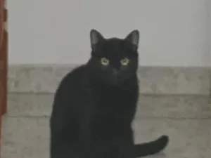 Gato raça Siamês idade 2 anos nome Panterao