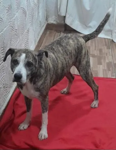 Cachorro raça SRD-ViraLata idade 3 anos nome Raja