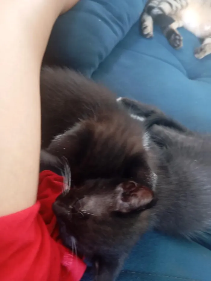 Gato raça SRD-ViraLata idade Abaixo de 2 meses nome fofucho