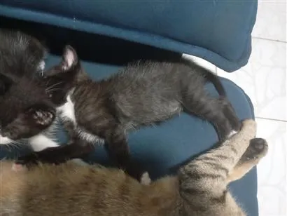 Gato raça SRD-ViraLata idade Abaixo de 2 meses nome fofucho
