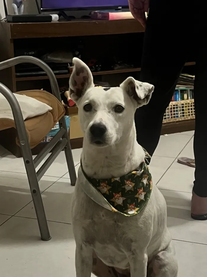 Cachorro raça SRD-ViraLata idade 4 anos nome Belinha