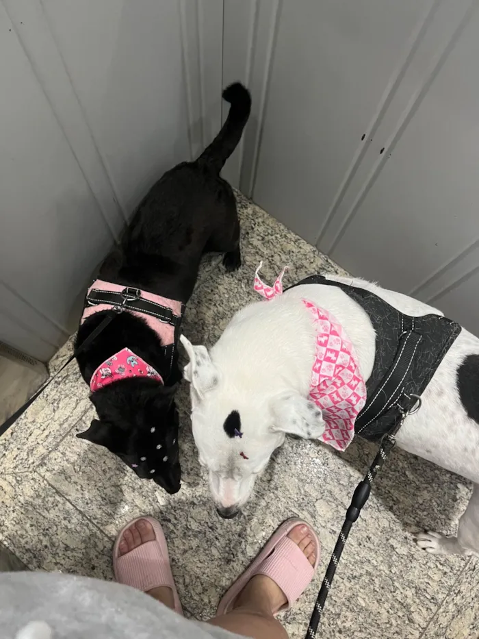 Cachorro raça SRD-ViraLata idade 4 anos nome Belinha