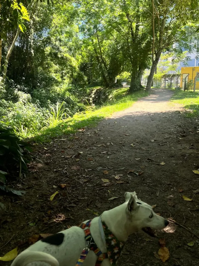 Cachorro raça SRD-ViraLata idade 4 anos nome Belinha