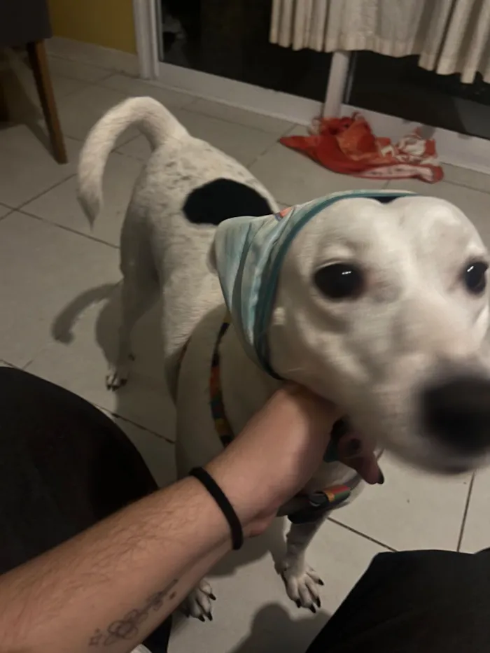 Cachorro raça SRD-ViraLata idade 4 anos nome Belinha