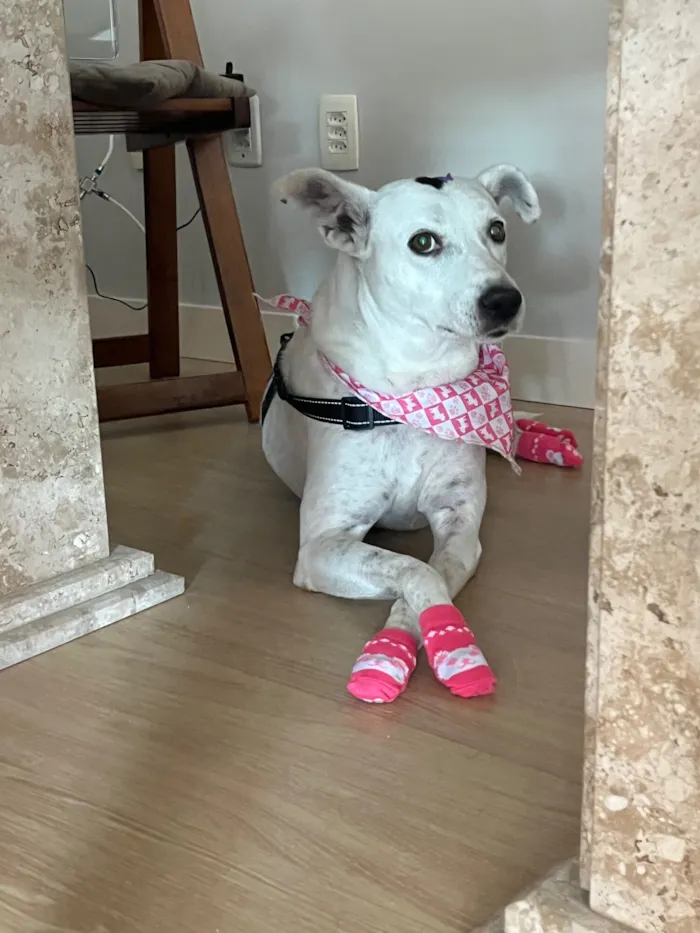 Cachorro raça SRD-ViraLata idade 4 anos nome Belinha