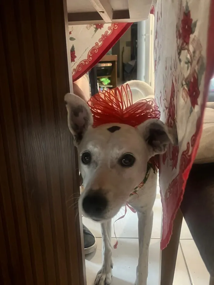 Cachorro raça SRD-ViraLata idade 4 anos nome Belinha